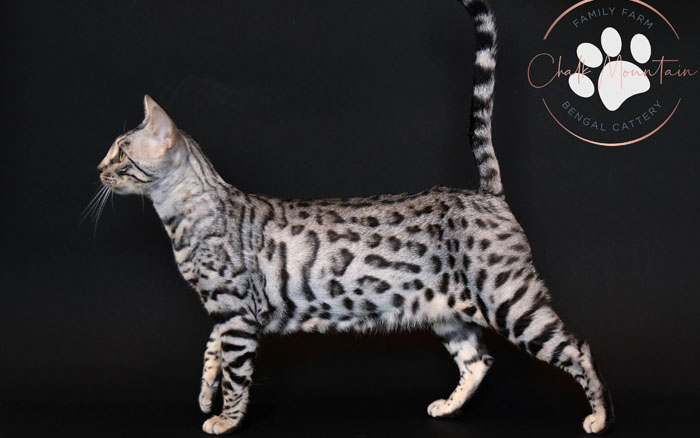 bengal kittens for sale